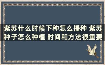 紫苏什么时候下种怎么播种 紫苏种子怎么种植 时间和方法很重要